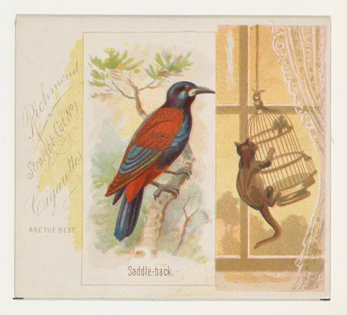 Saddle-back, from the Song Birds of the World series (N42) for Allen & Ginter Cigarettes by Allen & Ginter, print, 1890