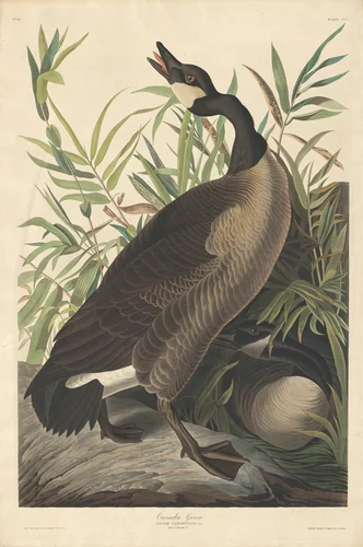 Canada Goose by Robert Havell, Jr.; John James Audubon, print, 1834