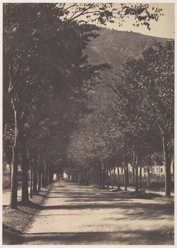 [Allée of Trees, Pau] by William Gebhard, photograph, 1854