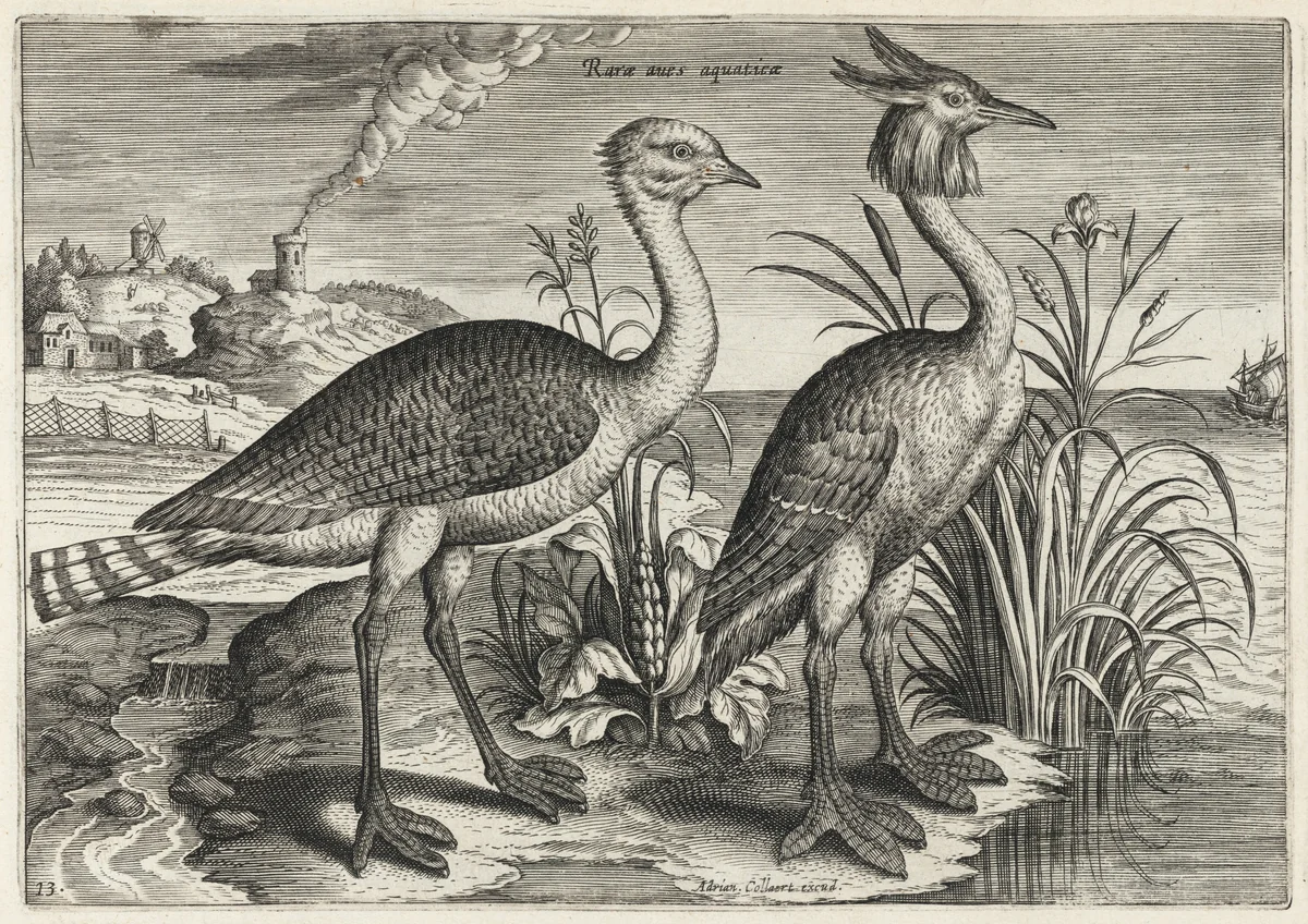 Bustard and Great Crested Grebe by Adriaen Collaert, print, 1595-1605