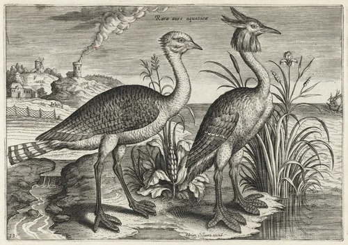 Bustard and Great Crested Grebe by Adriaen Collaert, print, 1595-1605