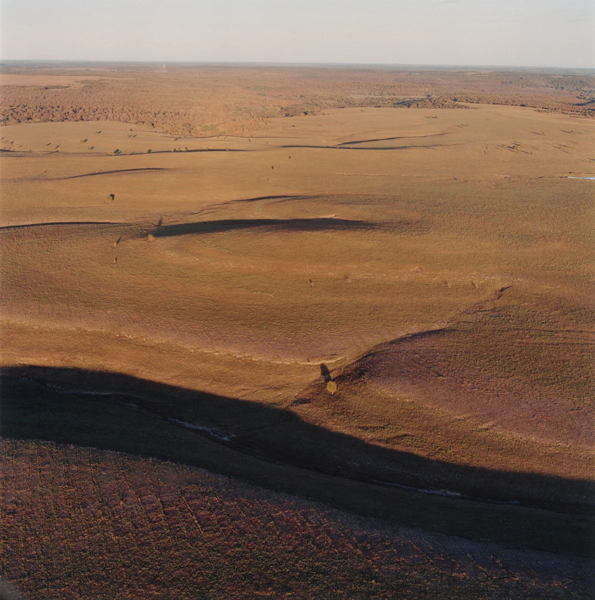 Newly burned area and grasses by Terry Evans, photograph, 1999