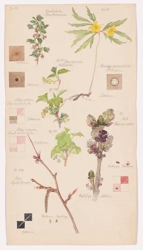 Anemone ranunculoides (Yellow Woodland Anemone), Ribes alpinum (Alpine Currant), Ribes uva-crispa (European Gooseberry), Fraxinus excelsior (European Ash), Populus tremula (European Aspen), Ribes nigrum (European Black Currant), Ribes rubrum (Red Currant). Sheet 5 from the portfolio Nature Studies by Hilma af Klint, drawing, 1919