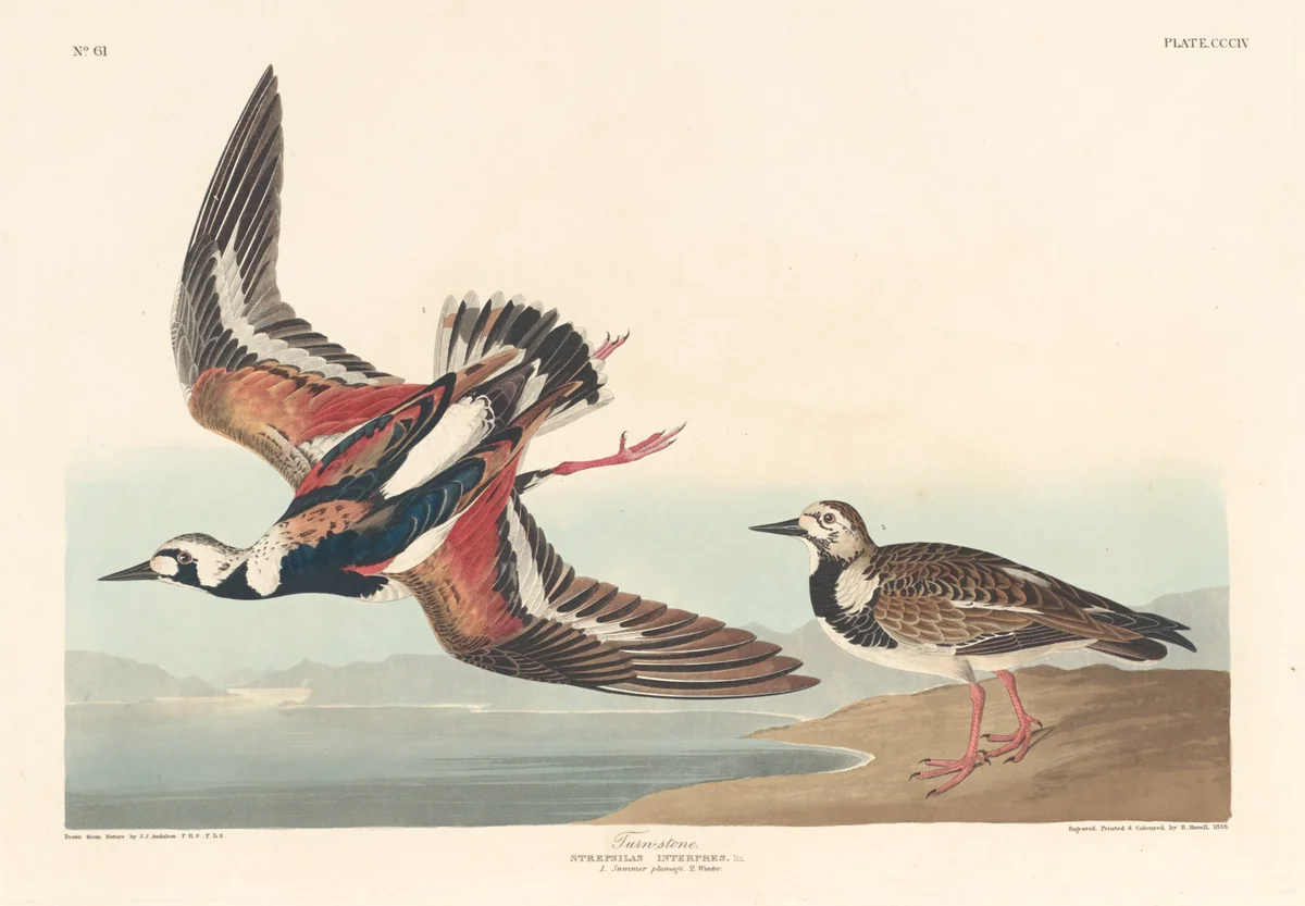 Turn-stone by Robert Havell, Jr.; John James Audubon, print, 1836