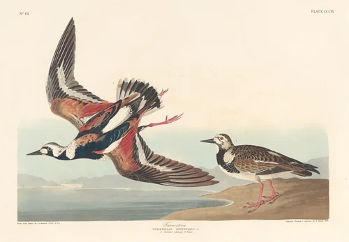 Turn-stone by Robert Havell, Jr.; John James Audubon, print, 1836