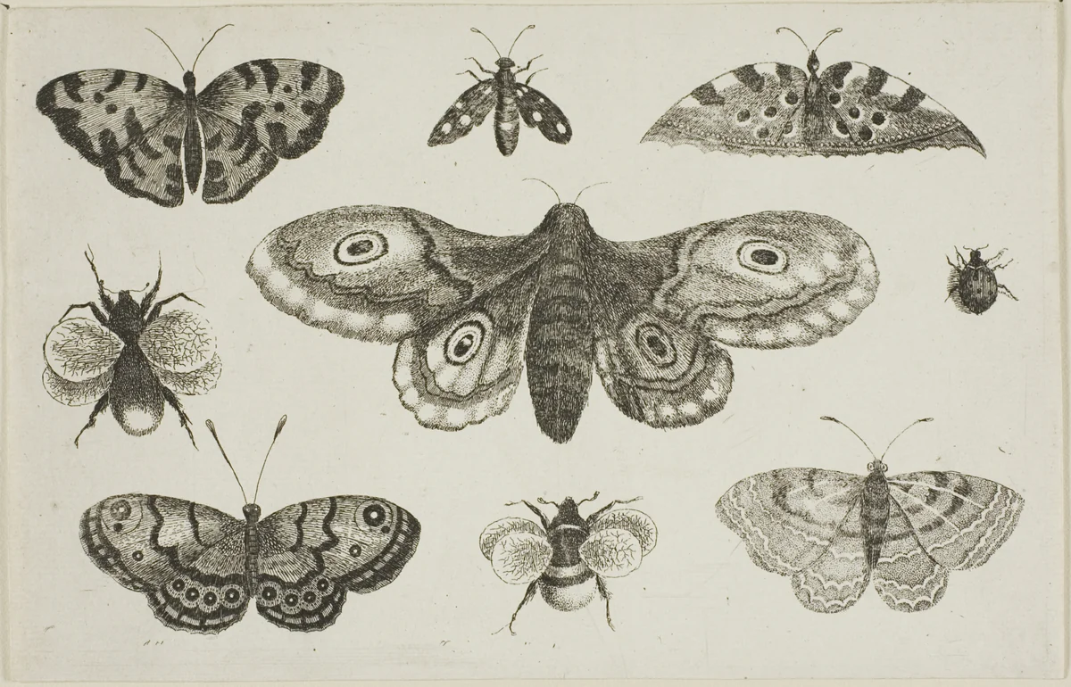 A Moth, Butterflies, and Bees, from Diversae Insectorum...Figurae by Wenceslaus Hollar, print, 1644-1652