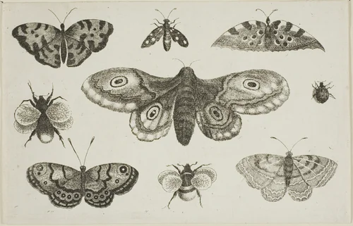 A Moth, Butterflies, and Bees, from Diversae Insectorum...Figurae by Wenceslaus Hollar, print, 1644-1652