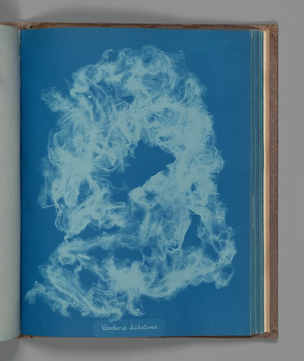 Vaucheria dichotoma by Anna Atkins, photograph, 1851-1855