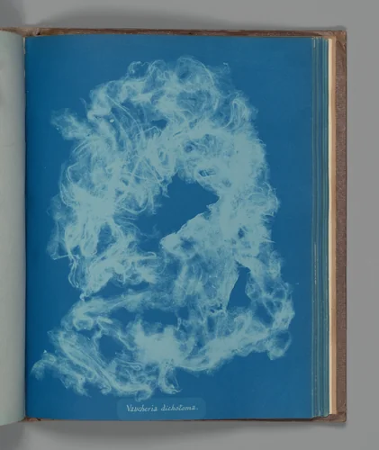 Vaucheria dichotoma by Anna Atkins, photograph, 1851-1855