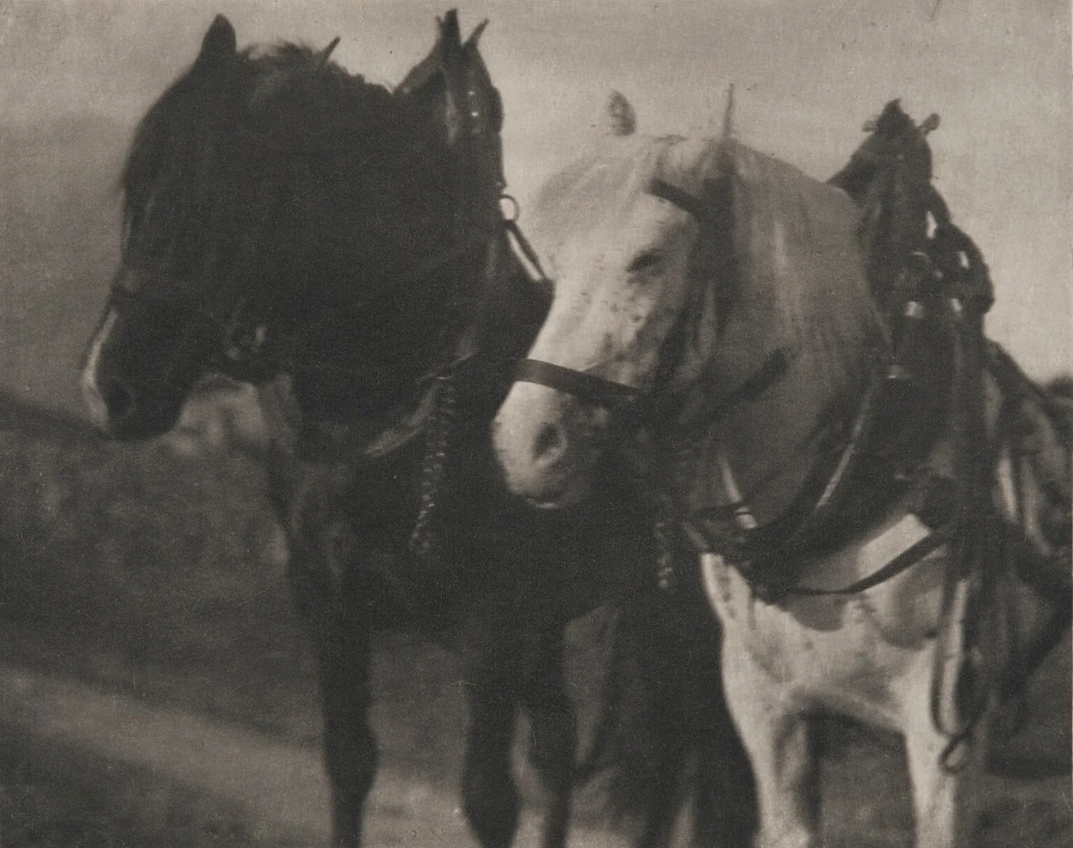 Horses by Alfred Stieglitz, photograph, 1904