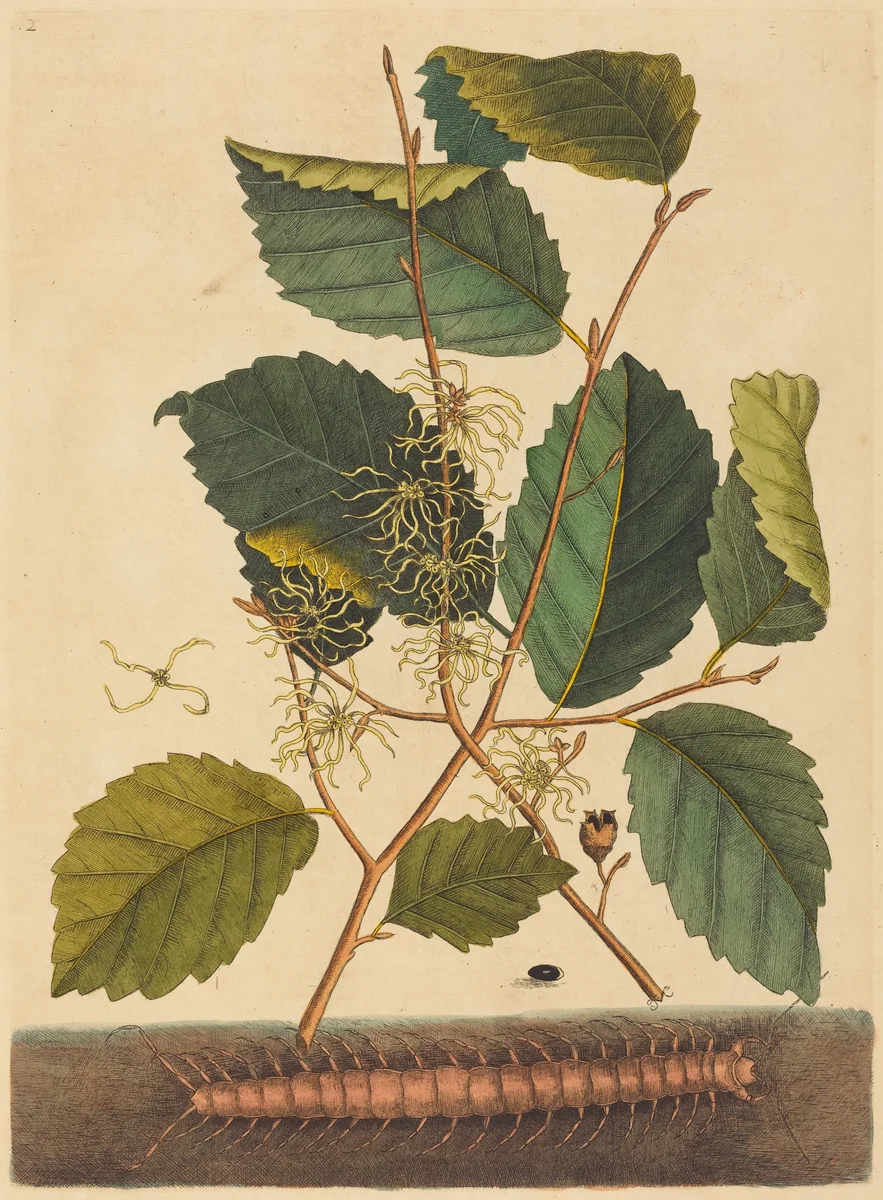 Centipede (Scolopendra morsitans) by Mark Catesby, print, 1731-1743