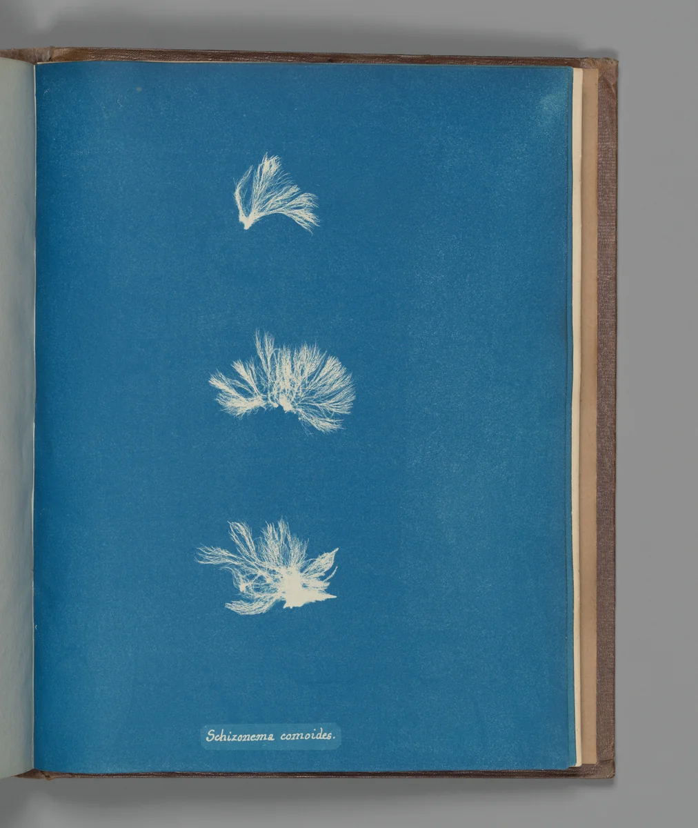 Schizonema comoides by Anna Atkins, photograph, 1851-1855