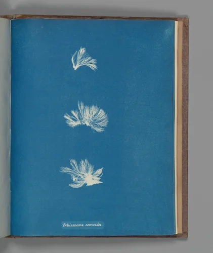 Schizonema comoides by Anna Atkins, photograph, 1851-1855
