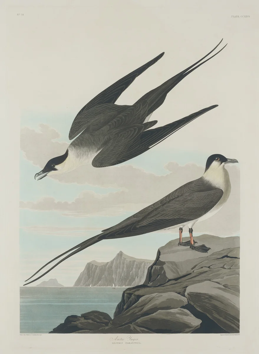 Arctic Jager by Robert Havell, Jr.; John James Audubon, print, 1835