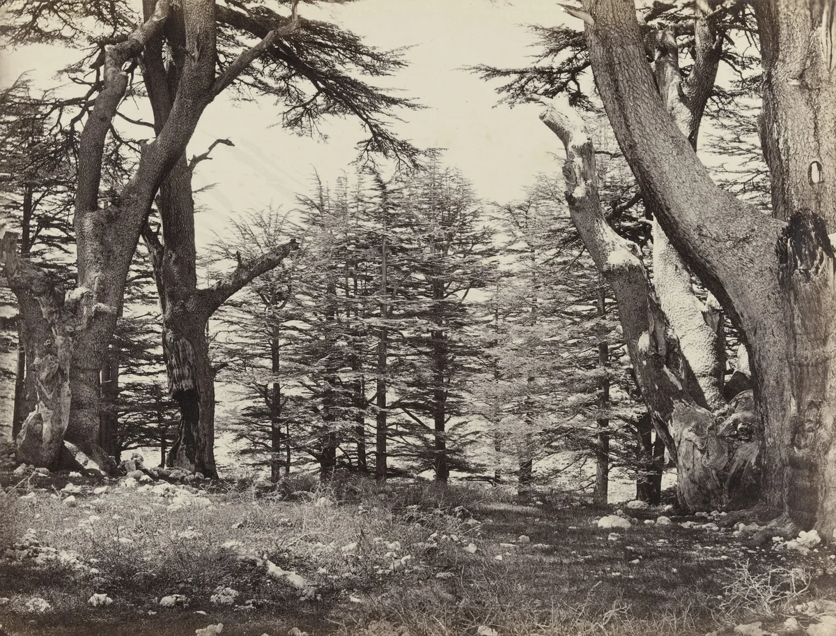 Cedars of Lebanon (#615) by Francis Frith, photograph, 1860