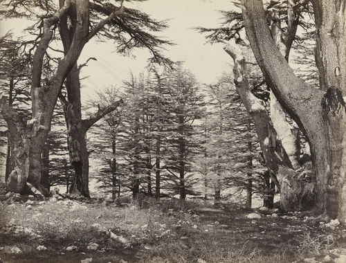 Cedars of Lebanon (#615) by Francis Frith, photograph, 1860