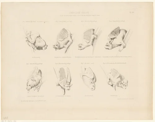 Acht waterspuwers op de noordelijke toren van de abdij van Saint-Denis by anonymous, print, 1848