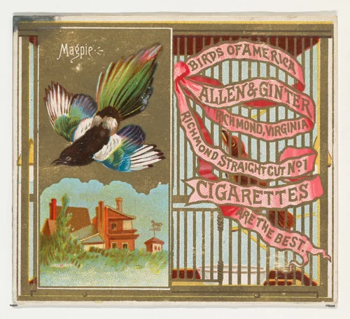 Magpie, from the Birds of America series (N37) for Allen & Ginter Cigarettes by Allen & Ginter, print, 1888