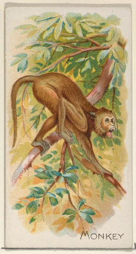 Monkey, from the Quadrupeds series (N21) for Allen & Ginter Cigarettes by Allen & Ginter, print, 1890
