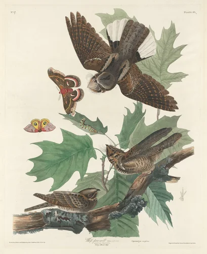 Whip-poor-will by Robert Havell, Jr.; John James Audubon, print, 1830