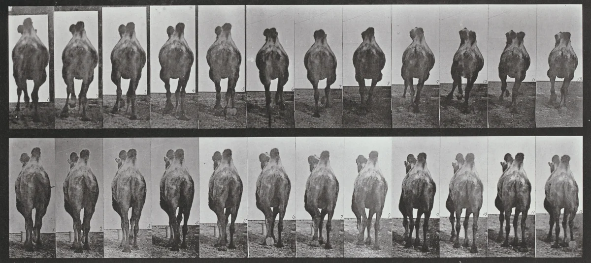 Plate Number 741. Bactrian camel. A: Walking. B: Racking by Eadweard Muybridge, photograph, 1887