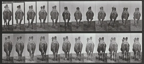 Plate Number 741. Bactrian camel. A: Walking. B: Racking by Eadweard Muybridge, photograph, 1887