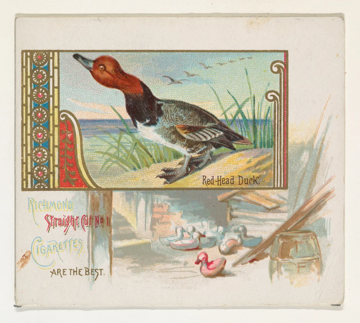 Red Head Duck, from the Game Birds series (N40) for Allen & Ginter Cigarettes by Allen & Ginter, print, 1888-1890