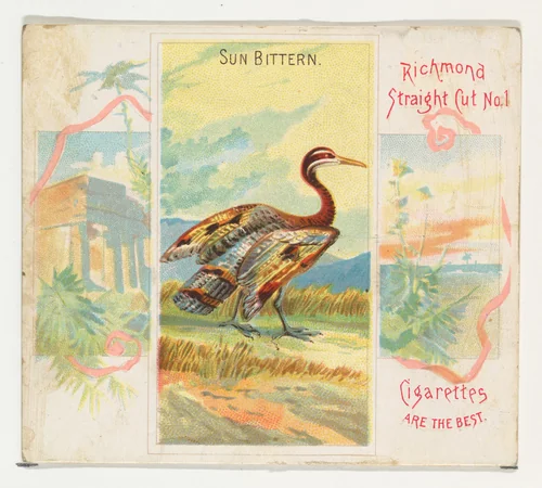 Sun Bittern, from Birds of the Tropics series (N38) for Allen & Ginter Cigarettes by Allen & Ginter, print, 1889