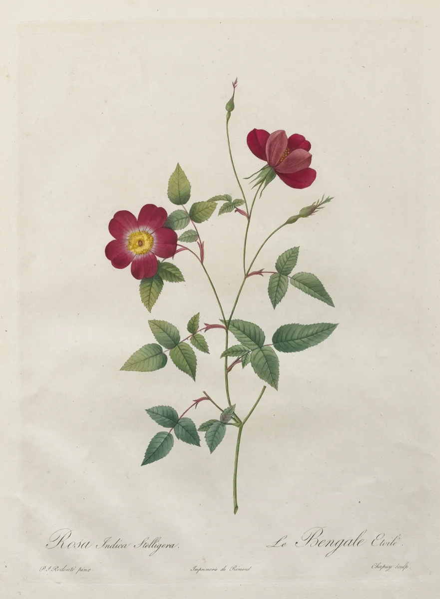 Rosa Indica Stelligera by Henry Joseph Redouté, print, 1817-1824