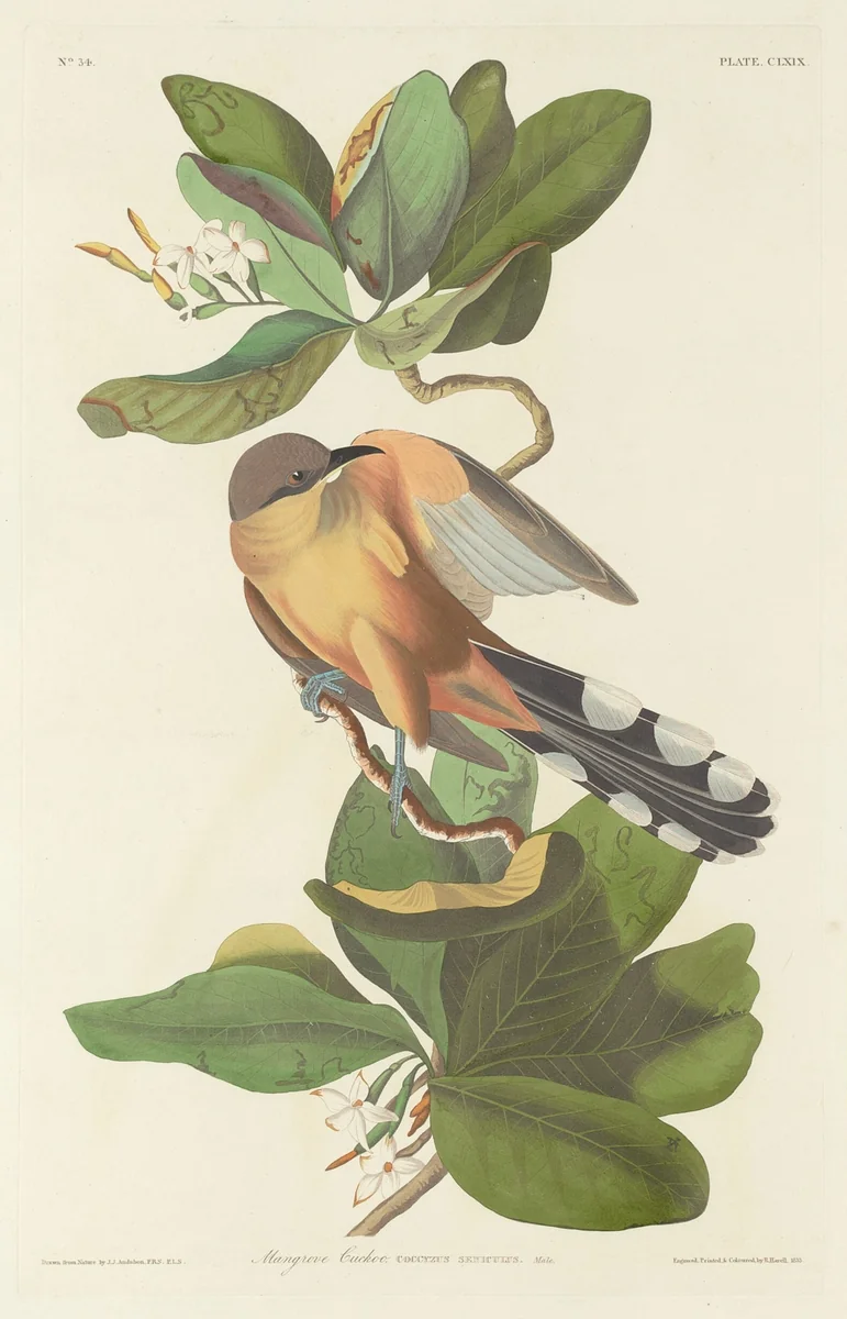 Mangrove Cuckoo by Robert Havell, Jr.; John James Audubon, print, 1833