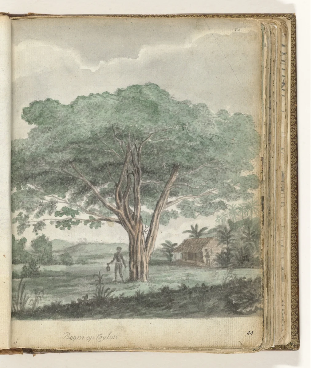 Boom op Ceylon by Jan Brandes, drawing, 1785-1786
