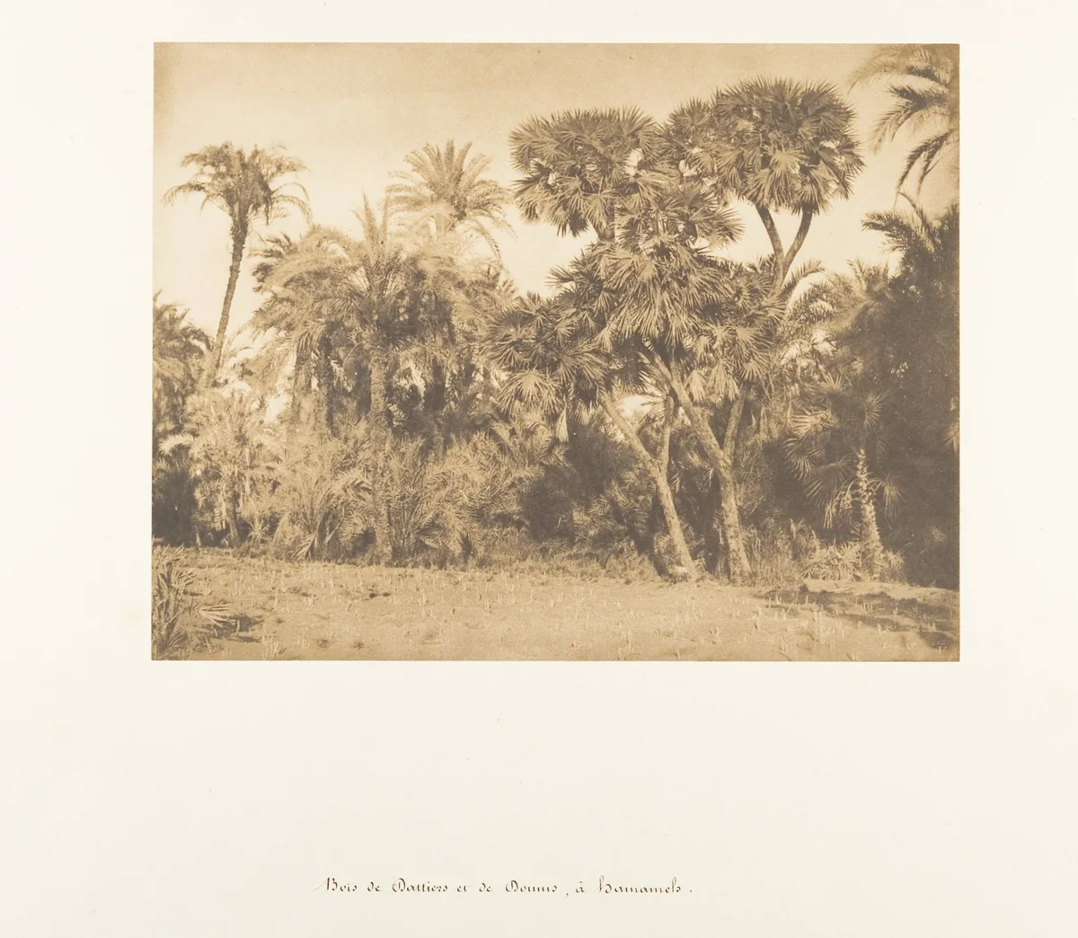 Bois de Dattiers et de Doums, à Hamarneh by Maxime Du Camp, photograph, 1849-1850
