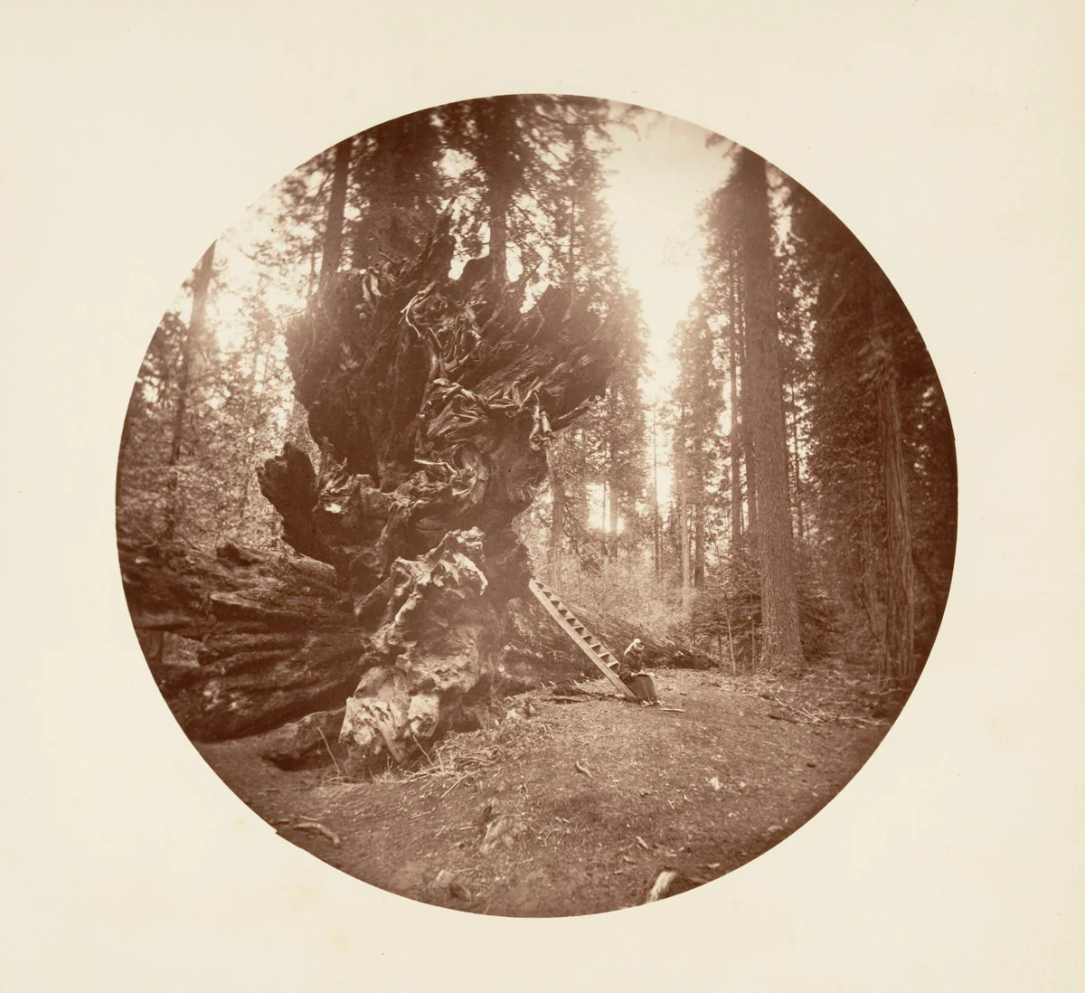 The Father of the Forest - The Horse Back Side. Calaveras Grove by Carleton E. Watkins, photograph, 1876-1880