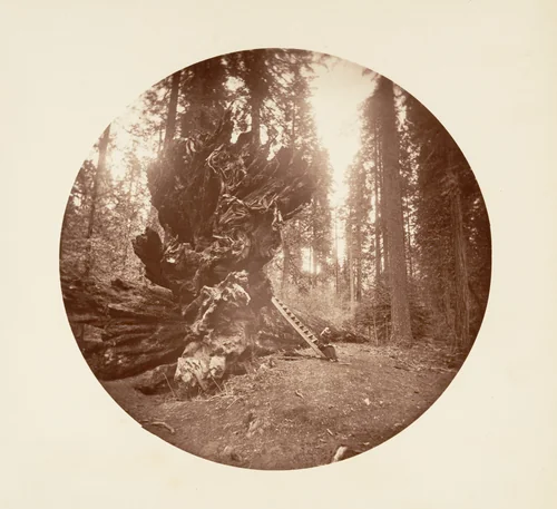 The Father of the Forest - The Horse Back Side. Calaveras Grove by Carleton E. Watkins, photograph, 1876-1880