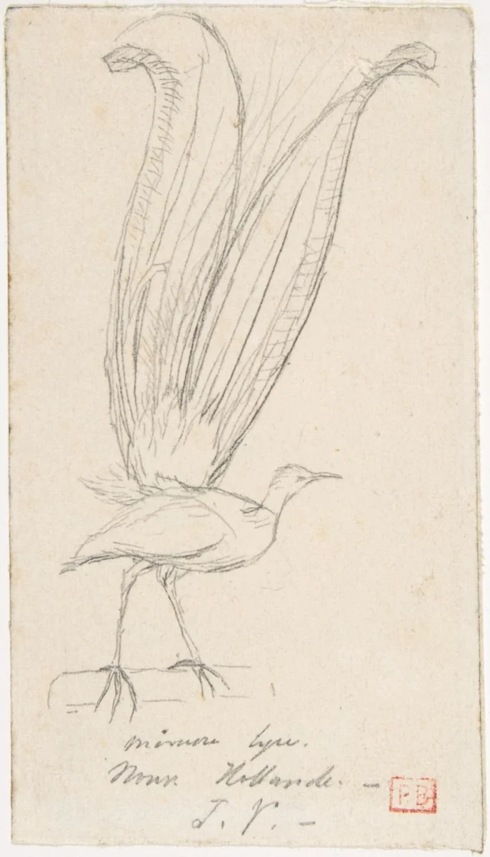 A Lyre Bird by Charles Meryon, drawing, 1841-1851