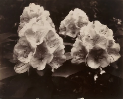 Fleurs by Eugène Atget, photograph, 1919