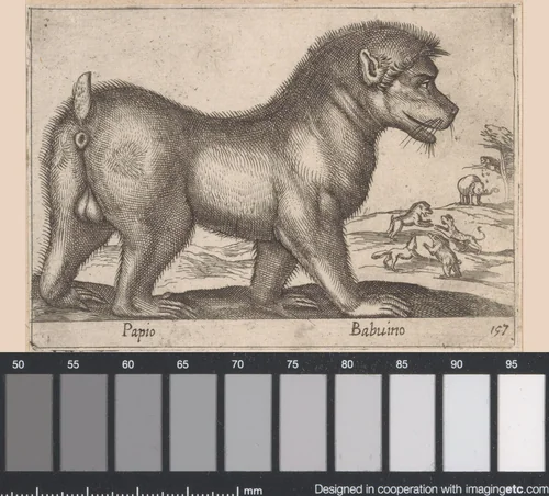 Baviaan by Antonio Tempesta, print, 1565-1630