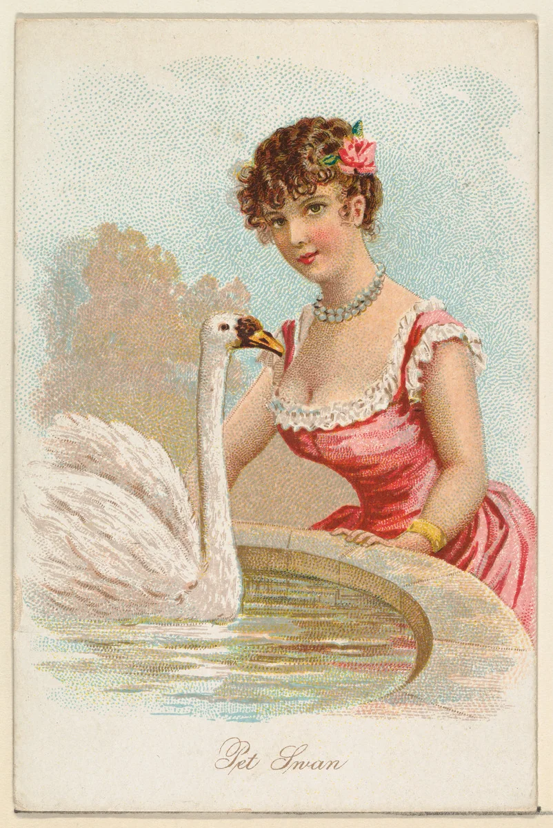 Pet Swan, from the Household Pets series (N194) issued by Wm. S. Kimball & Co. by William S. Kimball & Company, print, 1891
