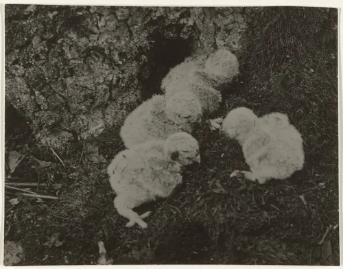 Vier kuikens by Richard Tepe, photograph, 1900-1940