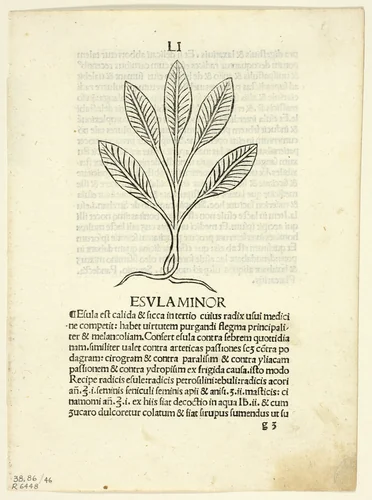 Esula Minor from Herbarium, Plate 46 from Woodcuts from Books of the 15th Century by Leonardus Achates, print, 1491