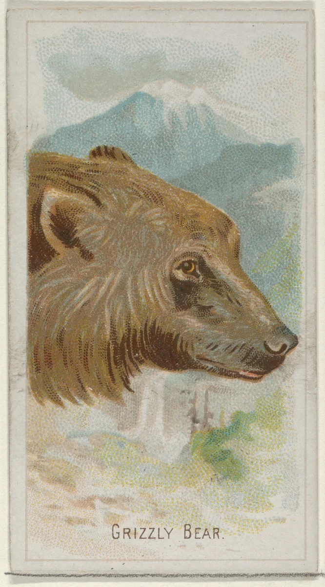 Grizzly Bear, from the Wild Animals of the World series (N25) for Allen & Ginter Cigarettes by Allen & Ginter, print, 1888