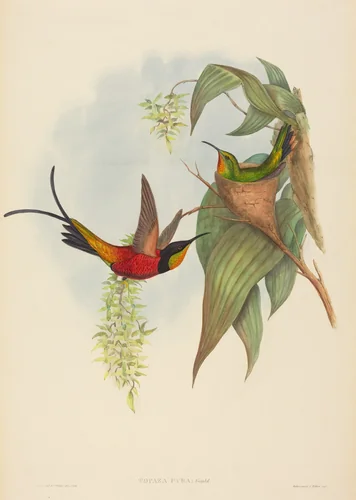 Topaza pyra (Fairy Topaz) by H.C. Richter; John Gould, print, 1804-1881