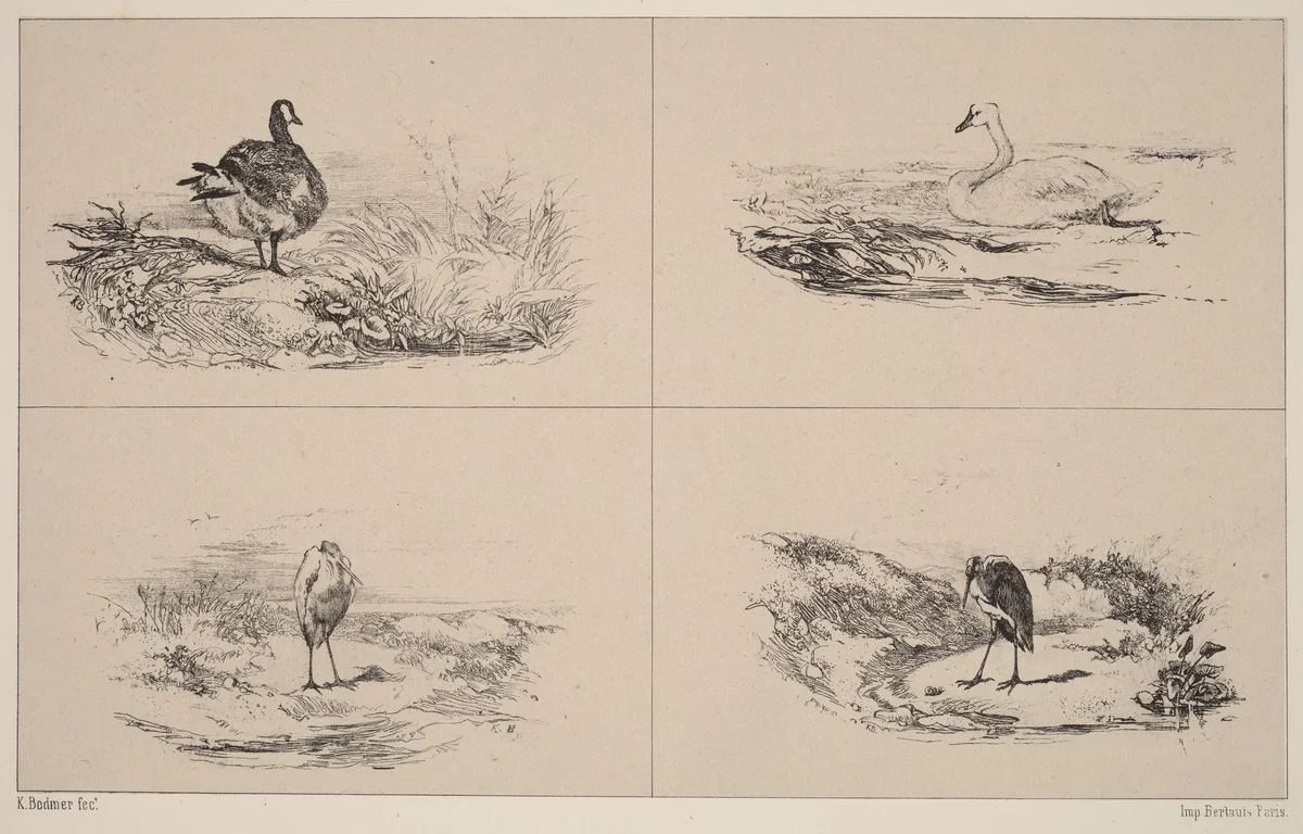 Oies, Cygnes, herons by Karl Bodmer, print, 1809-1893