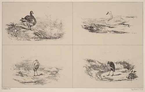 Oies, Cygnes, herons by Karl Bodmer, print, 1809-1893