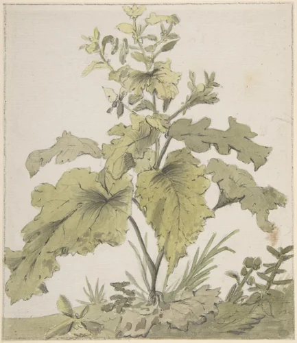 Study of a Plant by Christian Wilhelm Ernst Dietrich, drawing, 1712-1774