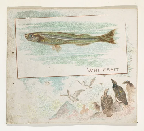 Whitebait, from Fish from American Waters series (N39) for Allen & Ginter Cigarettes by Allen & Ginter, print, 1889
