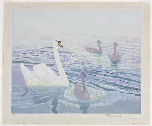 Swans and Cygnets by William Giles, print, 1911