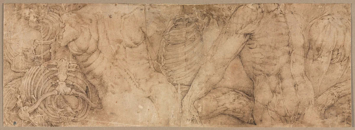 Torsos with Rib Cages by Battista Franco, drawing, 1540-1555