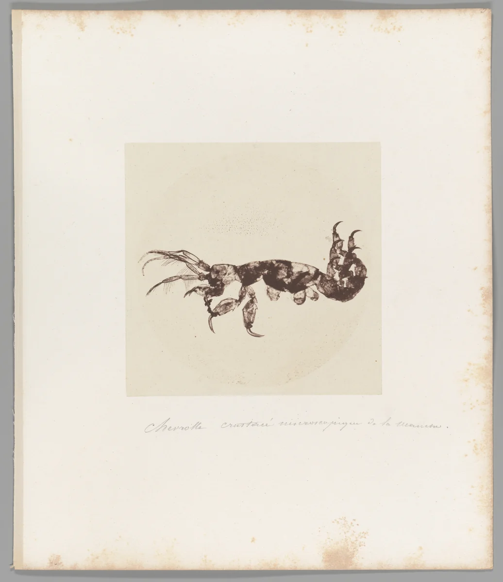 [Untitled] by Auguste-Adolphe Bertsch, photograph, 1853-1857