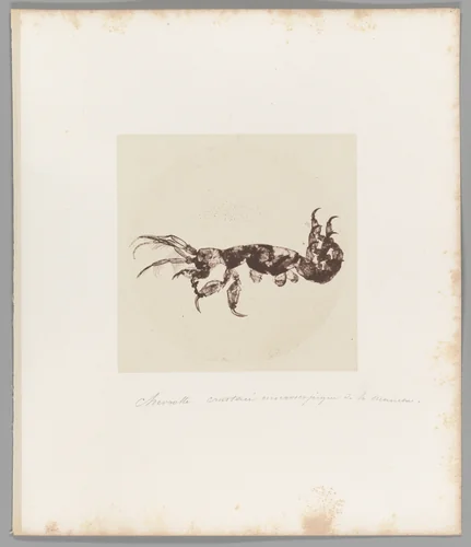[Untitled] by Auguste-Adolphe Bertsch, photograph, 1853-1857